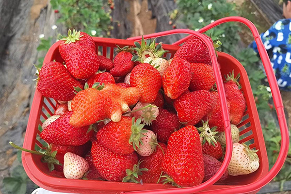 Ziua de distracție a mașinii stelelor Qingdao la Strawberry Fields